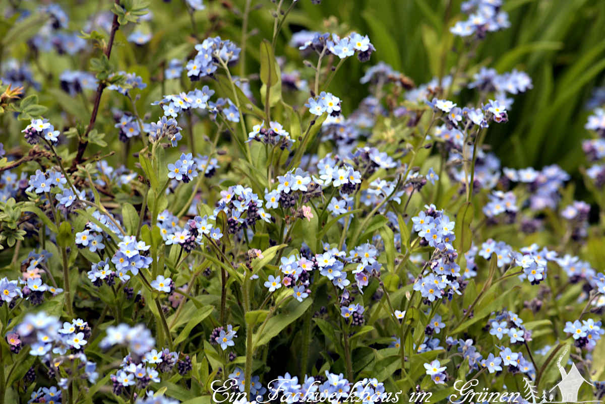 Das wundervollste Blau, das ich je gesehen habe: #Vergissmeinnicht
gartenwonne.com/2023/05/vergis…