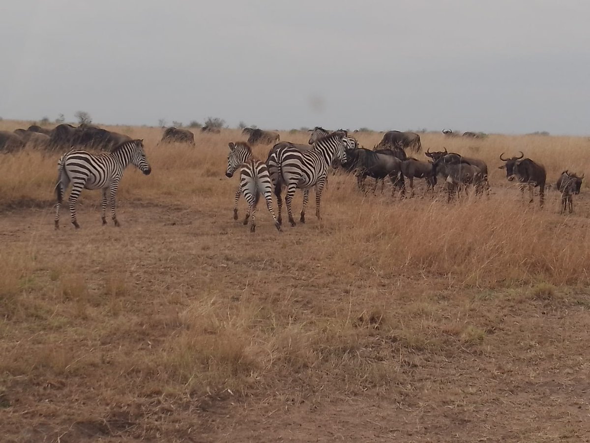 budgetholidaysafaris.com/4-days-tanzani…
Booking/Inquiry: +254799407358
Email Us: info@budgetholidaysafaris.com

#maasaimara #kenya #tanzania #serengeti #ngorongorocrater #kenya #amboselinationalpark #samburunationalreserve #olpejeta #bigfive #safari