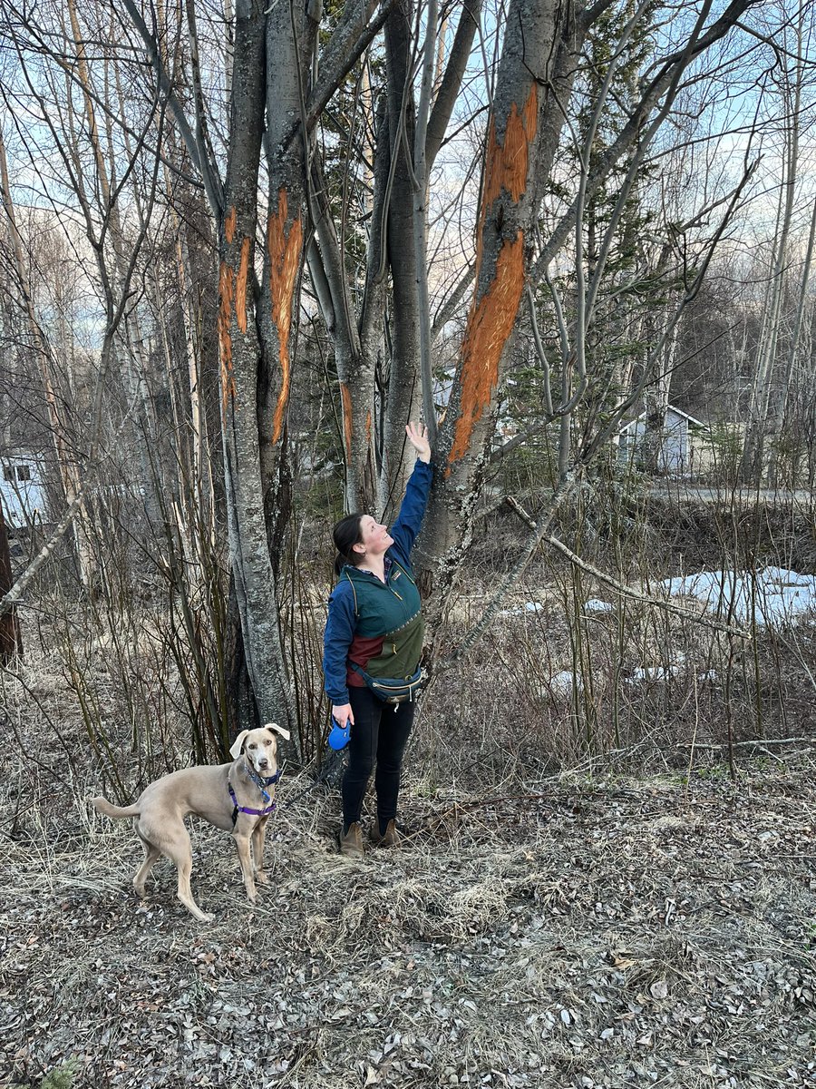 alcesanna's tweet image. With the deep snow around Anchorage this winter, the moose have been hitting the bark and cambium hard. Maybe redecorating for @nacw_auc_2023?