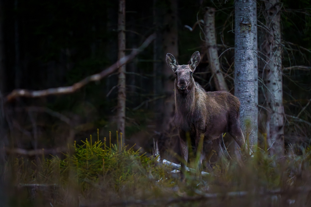 PeoMoller's tweet photo. OSBY 20230507
#Osby #Sweden #wildlife #nature #forest #game #hunting #wild #mammal #natural #fauna #natgeo #outdoors #animal #outdoor #environment #wilderness #moose #alcesalces #naturephotography https://t.co/Zg8yKLfQhn