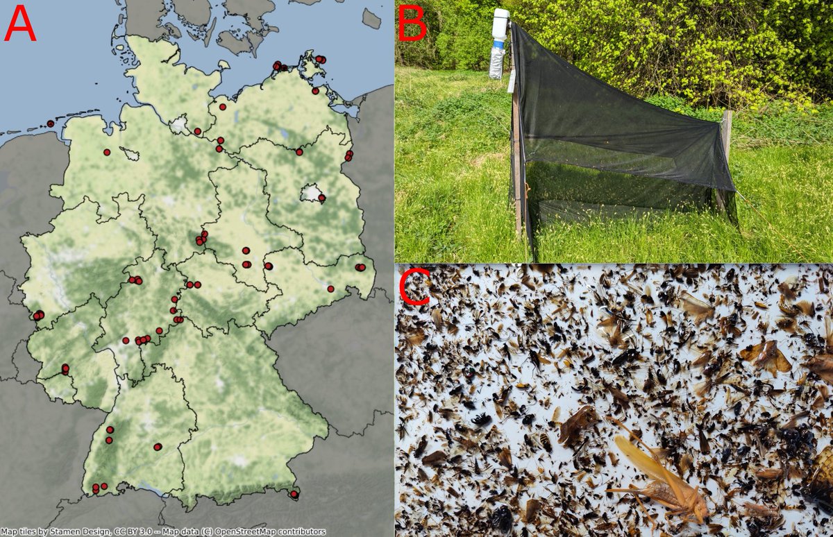 DominikBuchner (@buchner_dominik) on Twitter photo Just published the final piece of my PhD thesis as a preprint! Our German-wide Malaise trap metabarcoding study estimated 33,000 insect species in Germany from 1,815 samples. Check out our findings here 1/3: biorxiv.org/content/10.110β¦
<a href="/leeselab/">Florian Leese</a> @thoerren <a href="/Julian_Enss/">Julian EnΓ</a> Just published the final piece of my PhD thesis as a preprint! Our German-wide Malaise trap metabarcoding study estimated 33,000 insect species in Germany from 1,815 samples. Check out our findings here 1/3: biorxiv.org/content/10.110β¦
<a href="/leeselab/">Florian Leese</a> @thoerren <a href="/Julian_Enss/">Julian EnΓ</a>