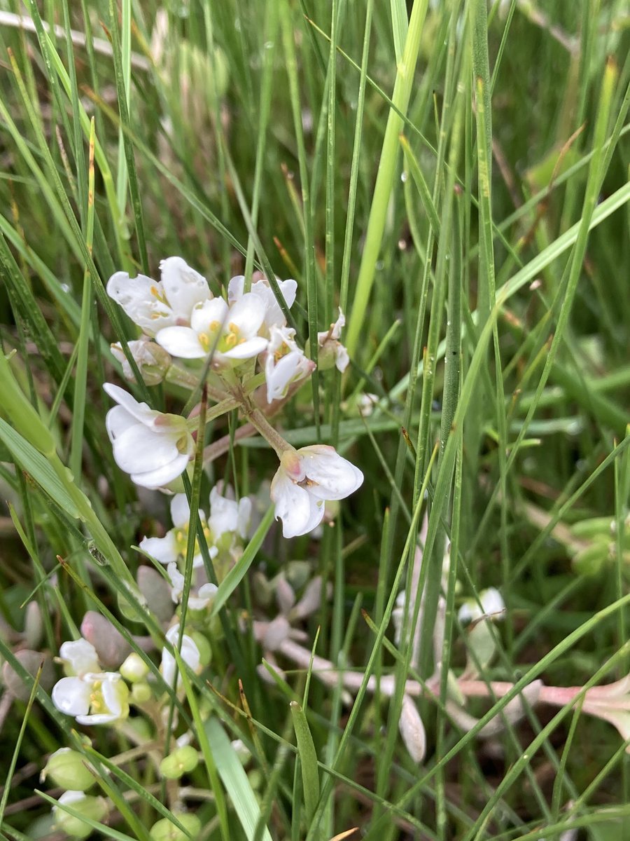 Another late #tinyplants find, Cochlearia officianalis or scurvygrass - taken on board ships in the past to cure that unpleasant condition #wildflowerhour ⁦<a href="/BSBIbotany/">BSBI: Botanical Society of Britain & Ireland</a>⁩