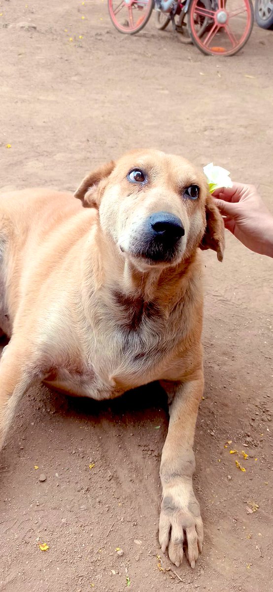 pswith_love's tweet image. Hi tweeps, RT FOR GOOD KARMA, help me raise funds for the care of homeless and rescued dogs. Despite my best efforts few bills are accumulating since January 2023, it’s been overwhelming, support to the extent possible. DM/WhatsApp for more details.
GPAY: 9511853721.
#HelpAnimals