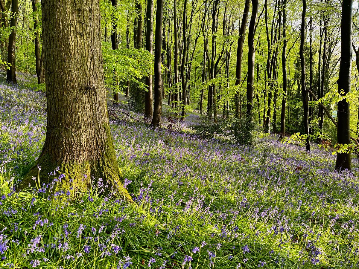 Bluebell Woods My local @CoedCadw wood is a riot of violet. A photo never quite captures the sea of colour, or the smell! A backing sound of birds & lambs. Lime green new beech leaves. Spring is here. #spring #wildflowerhour in @BreconBeaconsNP. @WoodlandTrust @BBCSpringwatch
