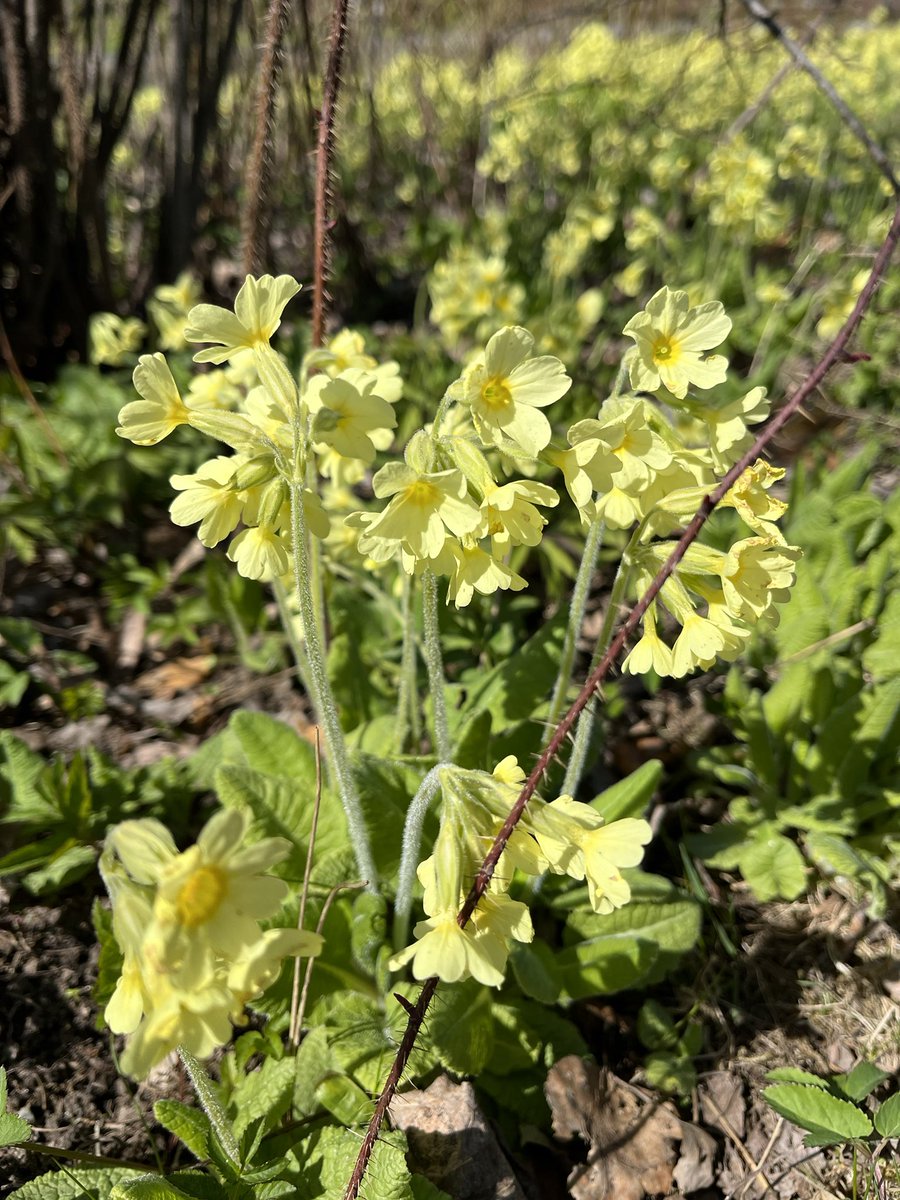 JukkaPartanen3's tweet photo. Centerpiece #esikko #kevätesikko #primrose #viva #primula #kevätkukat #springflowers #fleurs #blumen #primel #photograghy #fotografia #ThePhotoHour #channel169 #gardening #GardeningTwitter #フラワーズ #꽃들 #flowerphotography https://t.co/Jgrkcbw1ax