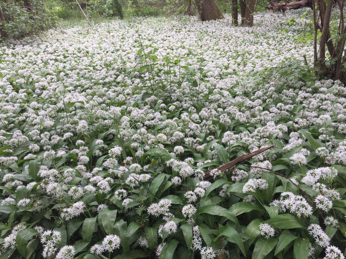 You can smell them way before you see them 🤗🌱
