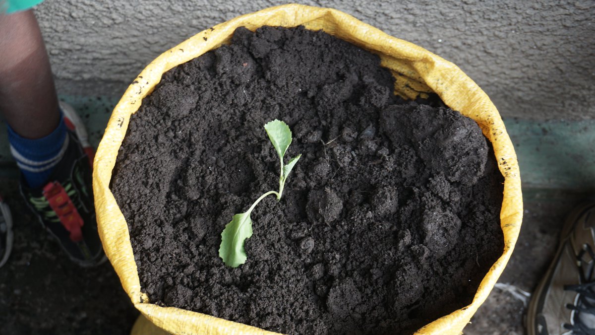 Abanyeshuri biga mu kigo House of Children School kiri
<a href="/UbumweCommunity/">Ubumwe Community Center</a>
babifashijwemo n'abarezi babo bateye imboga bazajya batekerwa ku mafunguro yabo ya buri munsi.
<a href="/RubavuDistrict/">Rubavu District</a>
<a href="/Rwanda_Edu/">Ministry of Education | Rwanda</a>
<a href="/REBRwanda/">Rwanda Basic Education Board</a>