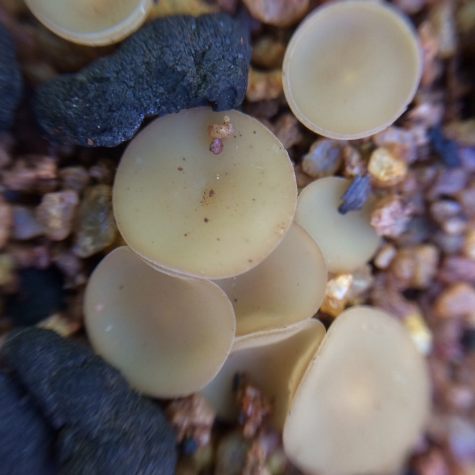 Ever wondered how long sclerotia from sclerotinia stem rot survives in soil? DPIRD's scientists can reveal it’s longer than previous research has shown. Read more about it in the latest #ProtectingWACrops newsletter agric.wa.gov.au/newsletters/pw… <a href="/jeangalloway14/">Jean Galloway</a>