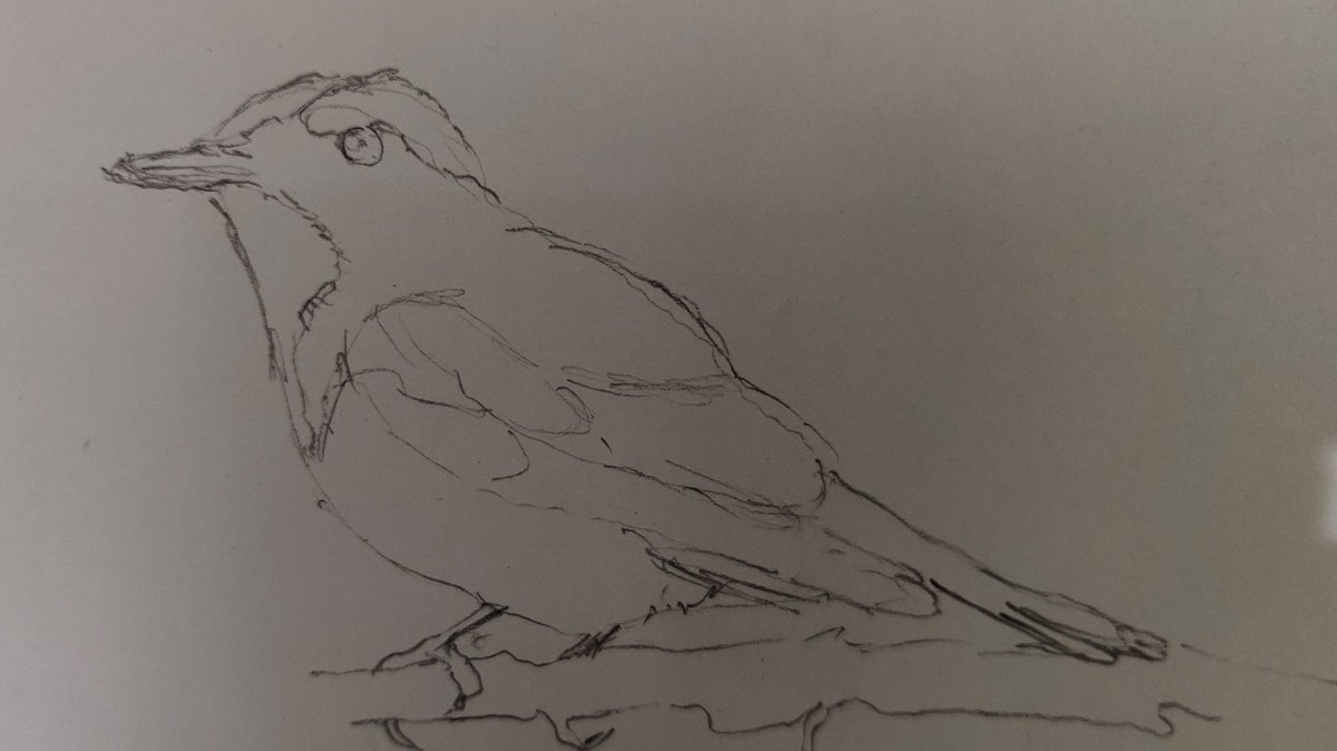 RajeshThakur_'s tweet photo. This is a small #bird that is found in the #forest around my house in #ranikhet #almora #KUMON area of #Uttrakhand 
I wonder how will it turn out later on my #canvas 🤔
#art &amp; #nature #wildlife https://t.co/REwDQz8TK6