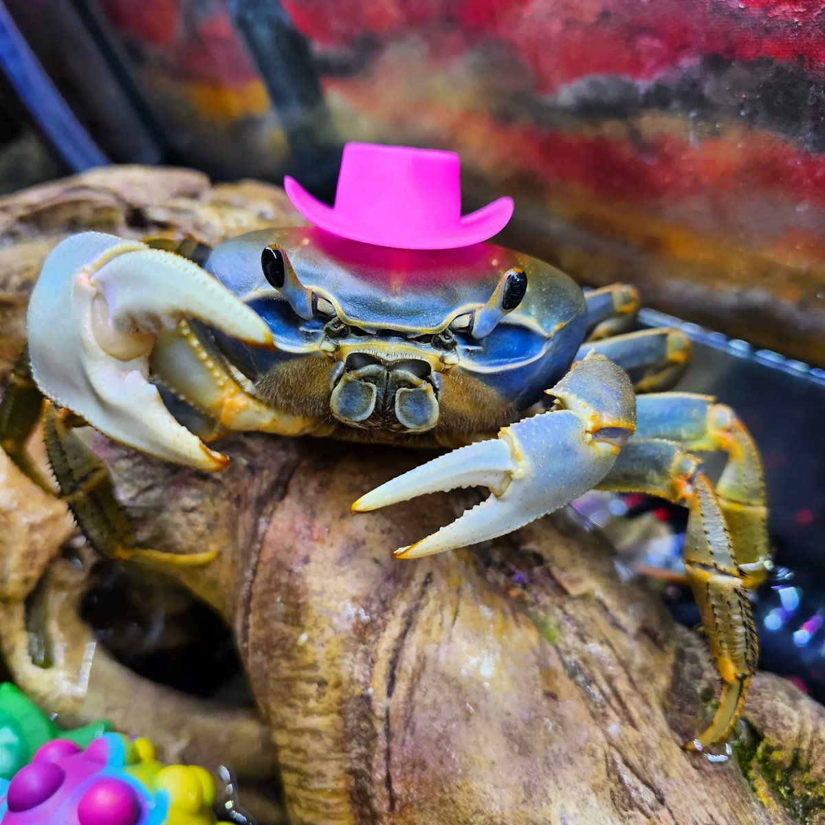 Yee-Claw! #howiethecrab