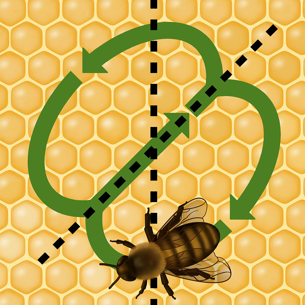 BeeGoodUK's tweet image. We all know how industrious honey bees are, working as a team for the good of the hive. But did you know they also communicate through the waggle dance to share information?

beegood.co.uk/blog/waggle-da…

#waggledance #beegood