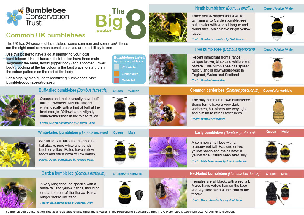 The 'Big 8' are the eight most common #bumblebee species in the UK 🐝

From the gorgeous ginger Common carder to Red-tailed beauties, get to know your garden visitors with our handy ID poster! 👉 ow.ly/HB0E50NGK1o

It's A4 so you can print it at home too 🖨️​

#BeeTheChange