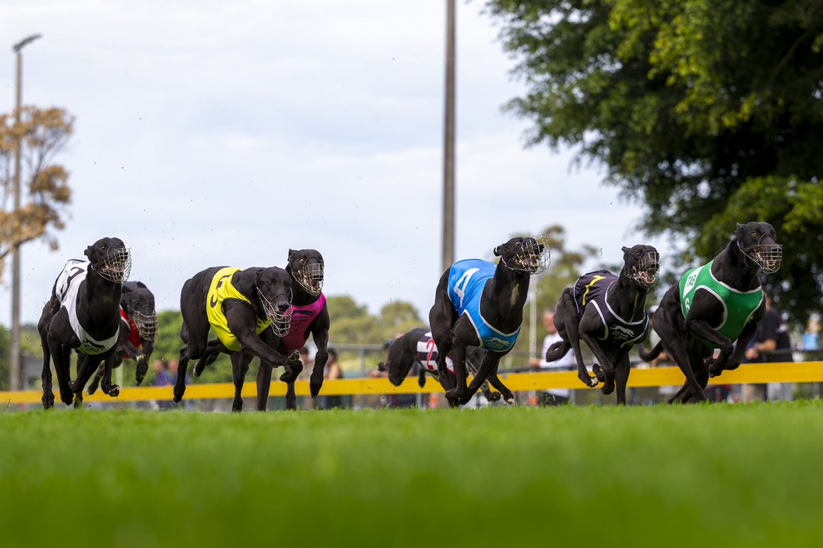 tobycouttsphoto's tweet photo. Some remote shots I got at @Capalabagreys yesterday, beautiful animals greyhounds https://t.co/2sIazVjCuk
