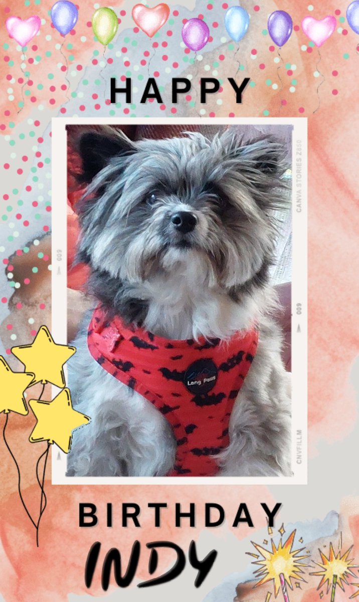 Designsbyfreya's tweet photo. Can't believe it's Indy's third birthday....
Would be lost without my lap warming, inquisitive, adorable, raccoon looking, duvet hogging, little napoleon! https://t.co/0sNAaLPzeZ