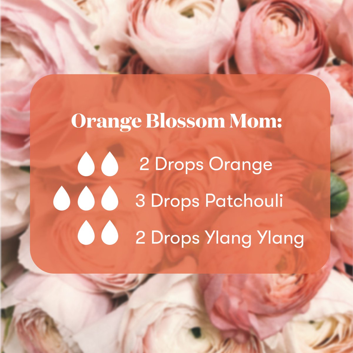 YoungLivingAF's tweet photo. Invite some good luck, good health and joy in your space with this blend ✨🌸
.
🍃🛒 SHOP OUR MAY OFFERS via the link in our bio📲 'Monthly Offers'!
.
#MOMents #GreatestMOMents #MothersDay #YoungLivingAfrica https://t.co/xpUwwHbSxN