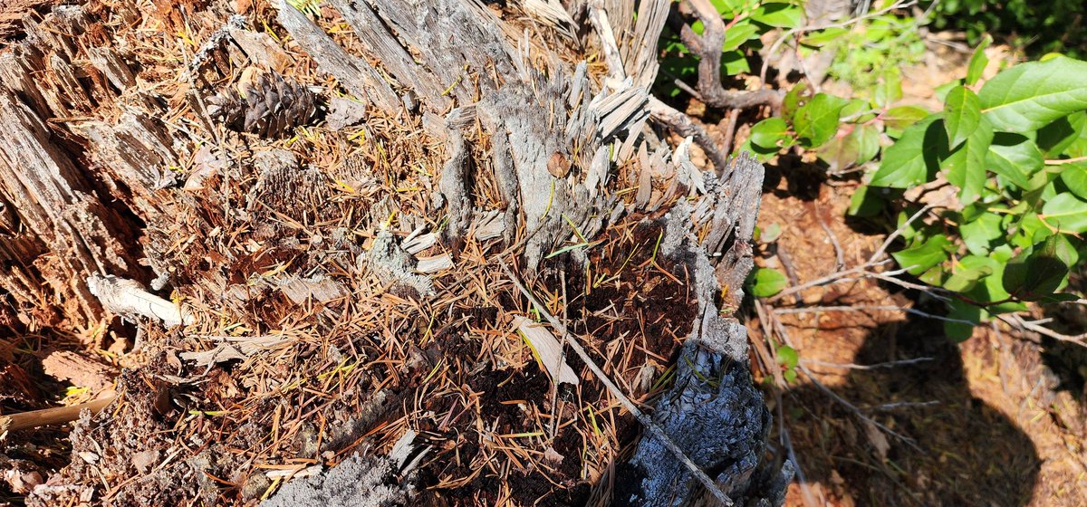 SvenRodne's tweet photo. Went up the north fork of the Willamette and found some cool fire-scarred pieces of wood. These were remnant stumps/snags that had survived the recent Cedar Creek Fire. #firescars #cedarcreekfire #dendrochronology https://t.co/iyb9IIT4h0