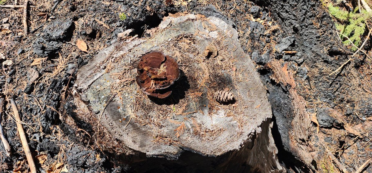 SvenRodne's tweet photo. Went up the north fork of the Willamette and found some cool fire-scarred pieces of wood. These were remnant stumps/snags that had survived the recent Cedar Creek Fire. #firescars #cedarcreekfire #dendrochronology https://t.co/iyb9IIT4h0