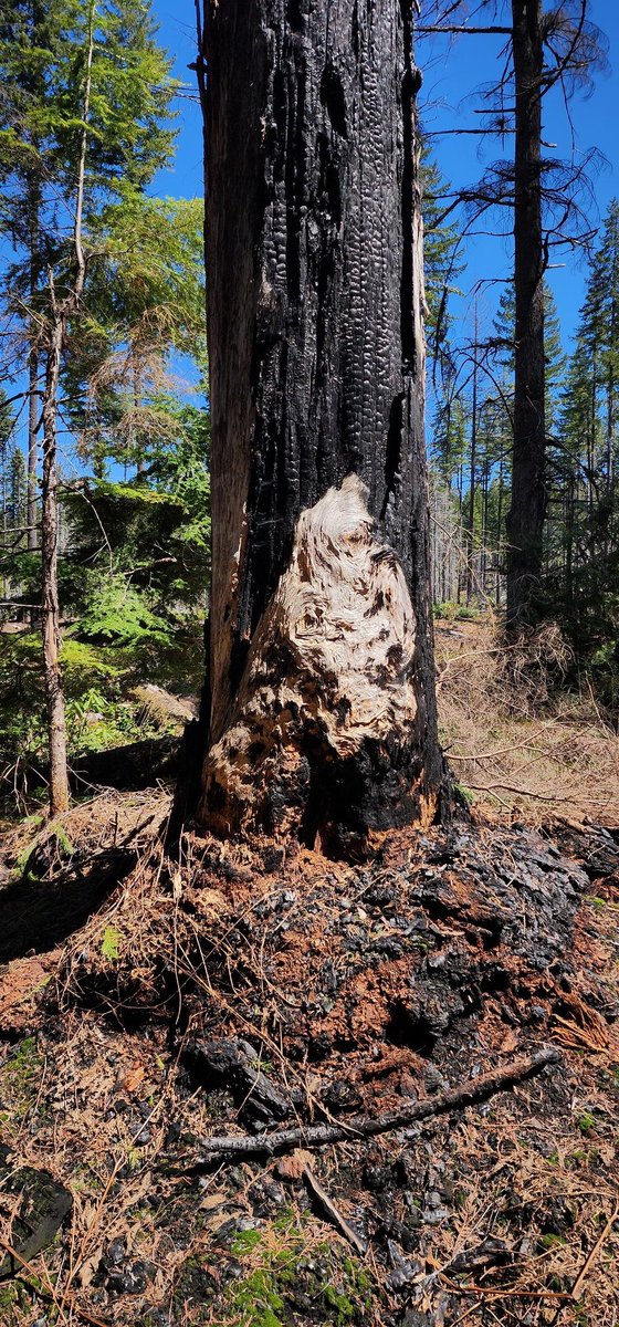 SvenRodne's tweet photo. Went up the north fork of the Willamette and found some cool fire-scarred pieces of wood. These were remnant stumps/snags that had survived the recent Cedar Creek Fire. #firescars #cedarcreekfire #dendrochronology https://t.co/iyb9IIT4h0