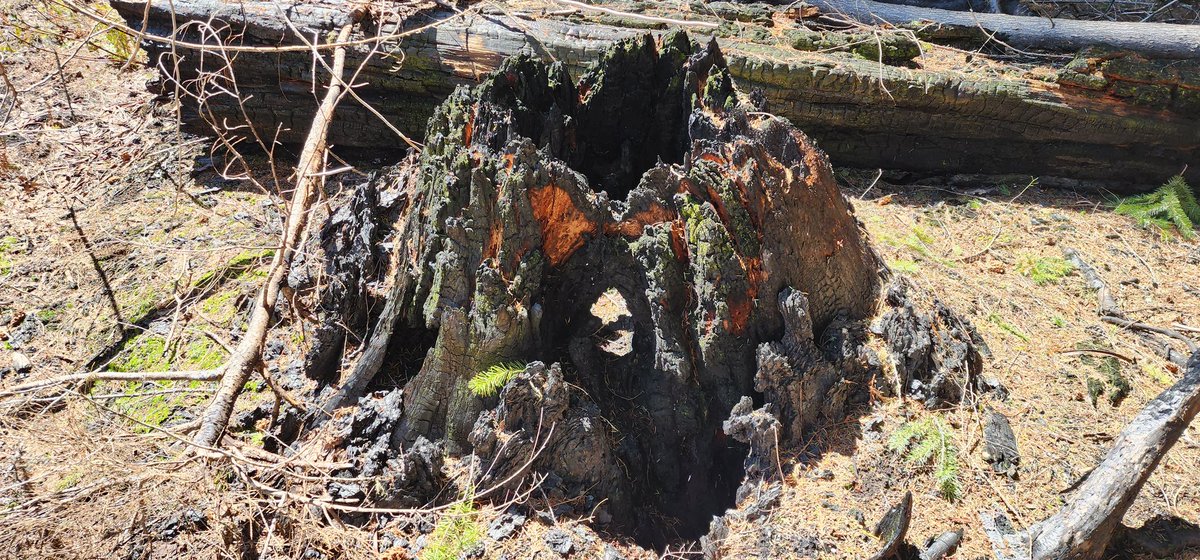 SvenRodne's tweet photo. Went up the north fork of the Willamette and found some cool fire-scarred pieces of wood. These were remnant stumps/snags that had survived the recent Cedar Creek Fire. #firescars #cedarcreekfire #dendrochronology https://t.co/iyb9IIT4h0