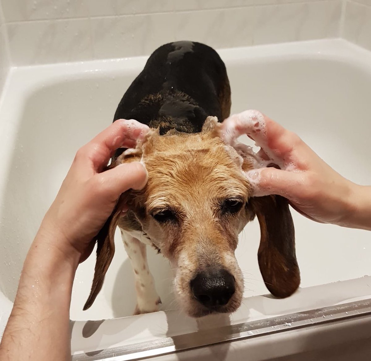 ehaffson tweet media