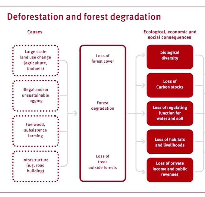 Factors influencing deforestation &amp; forest degradation, and their impacts on communities. Sadly all are man made. Here is the good news, together we can revrrse this.

Simply play your part. Grow a tree today. #60milliontreesat60 #thenileconservation2023 #thenehemiainitiative
