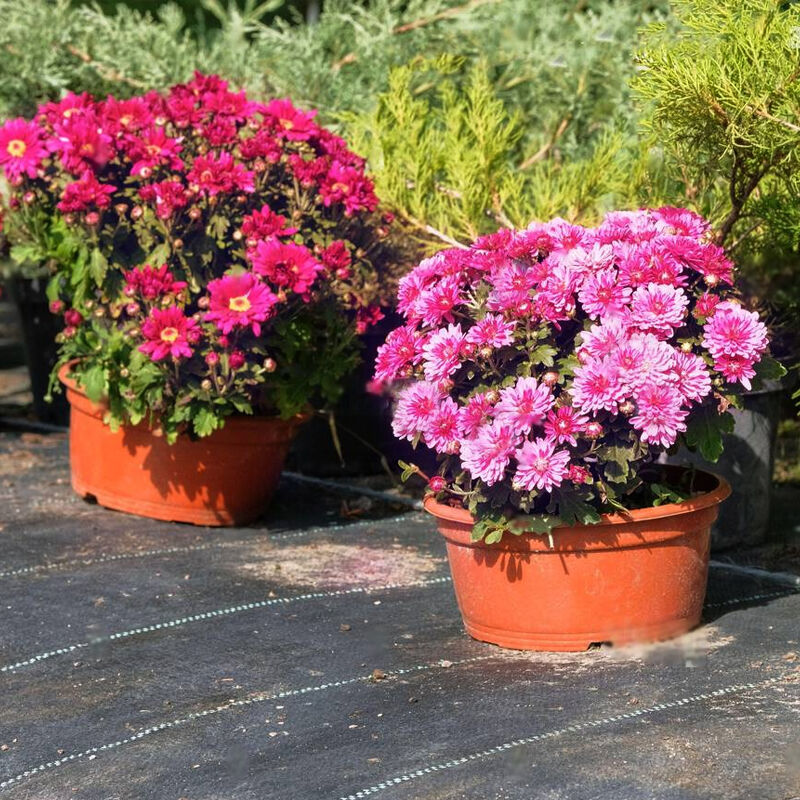 nurserylive on Twitter "Chrysanthemum Popular ornamental flower