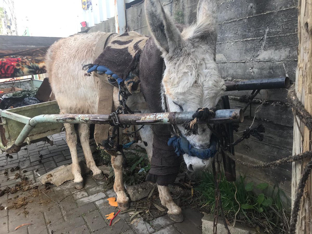 Safe Haven for Donkeys tweet media