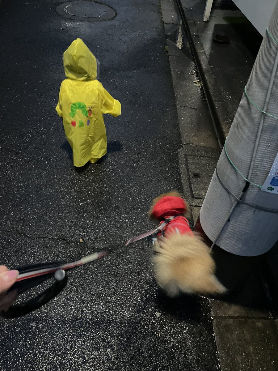msp_O5ll's tweet photo. えまさん歩いての初めての雨の日のお散歩
楽しかったね
長靴なのにズボンも靴下もびちょこだね😭🤍 https://t.co/4aHYEK6mRk