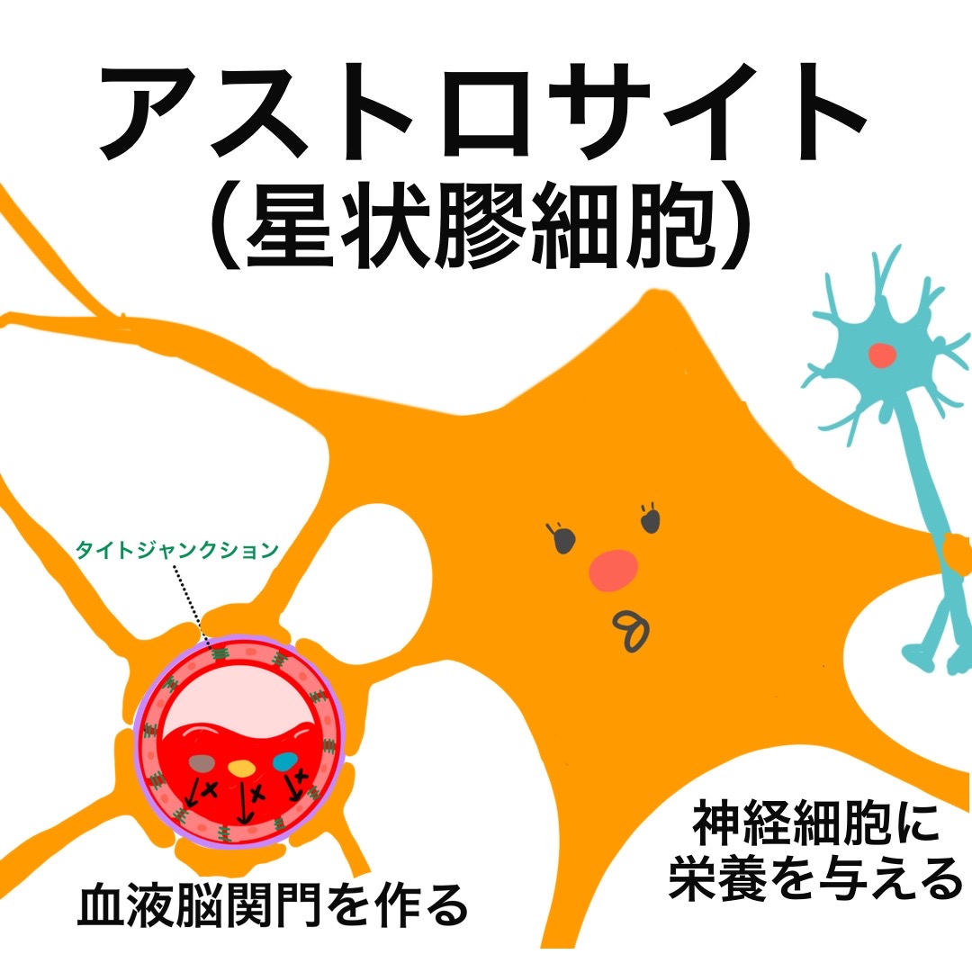 星状膠細胞 働き | グリア細胞とは わかりやすく – グリア細胞とは?ニューロンやシュワン細胞との違い – VZPGA