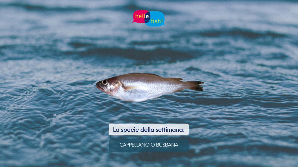 HelloFish_info's tweet photo. Oggi vi raccontiamo del cappellano o busbana, meglio conosciuto come merluzzetto. Pesce di forma ellittica, di colore grigio giallastro sul dorso e con fianchi e ventre biancastri. Ha i barbigli sul mento... Continua https://t.co/0LGcCvm6Gk
#hellofish #pescasostenibile https://t.co/qc8eby0XO9