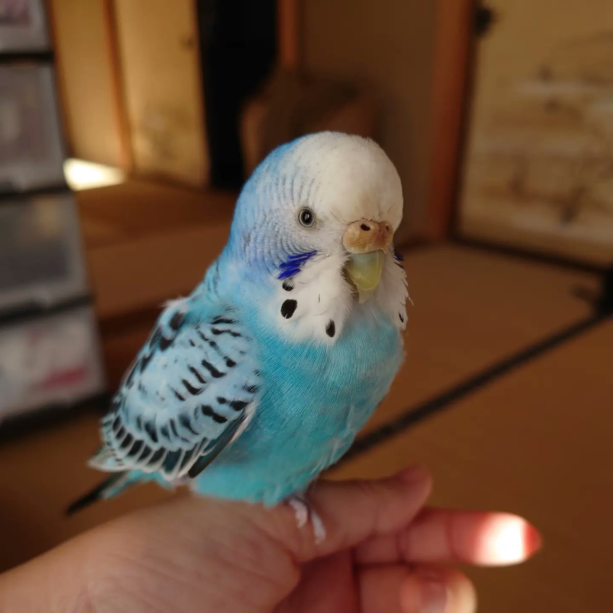 yukoorion0107's tweet photo. 再【拡散希望！】5/6水色のセキセイインコが結城市田間で迷子になりました。名前は『ソラ』で手乗りです。田間、上成、結城作でビラ配り済です。金属中毒でお薬が必要です。心配してます。見つけた方はご一報ください！
#インコ逃げた
#インコ迷子
#水色セキセイインコ結城市迷子
#インコ探してる https://t.co/H9Rjwe70RI