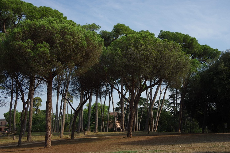SonoitaliaInfo's tweet photo. #Latium: der #Stadtpark #Pamphilj in #Rom 👉https://t.co/1O7wSRjWke @Turismoromaweb @visit_lazio @CiaoNico https://t.co/AZ9rysF4bM