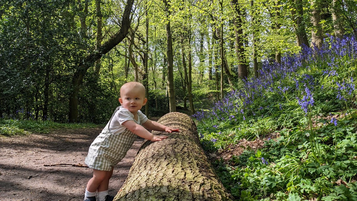 watchman1906's tweet photo. The #Bluebells are in bloom in Great High Wood! A little hidden gem so close to #Durham city and perfect for a little explore and escape for Nelly and Rory! https://t.co/5xENjKysBZ