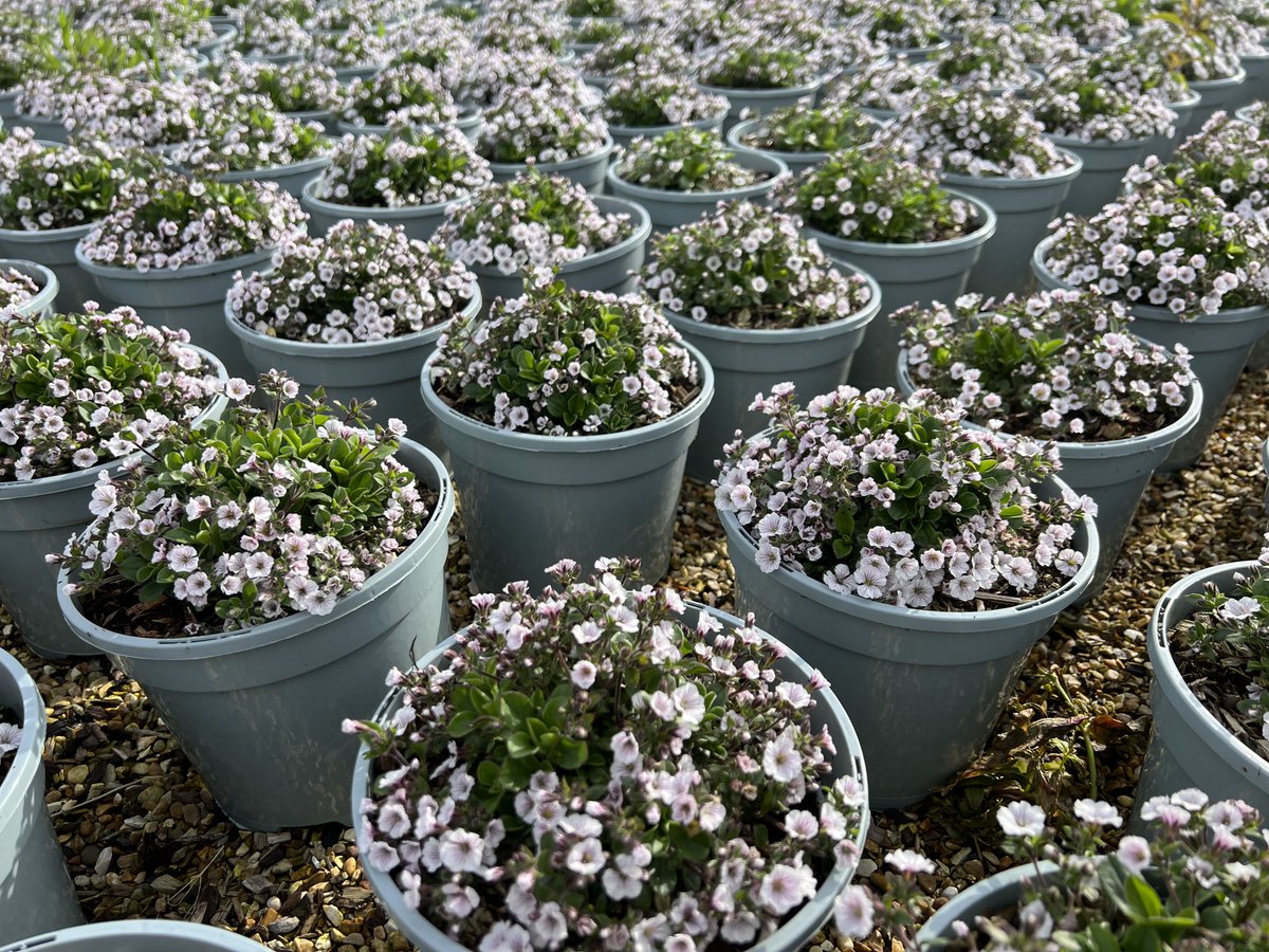 Lots of colour starting to appear on the nursery 🌼🌞