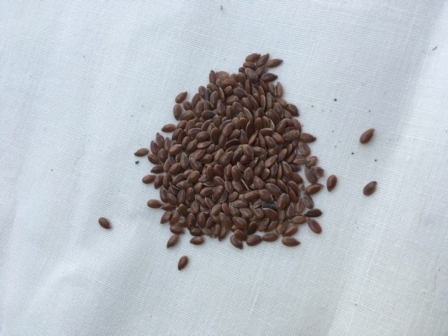 Flax sown. Call in for seeds to grow your own pot of flax