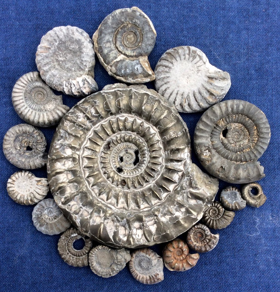 lymefossilsnet's tweet image. Jurassic Ammonites from Charmouth Beach. Dorset age 170 million