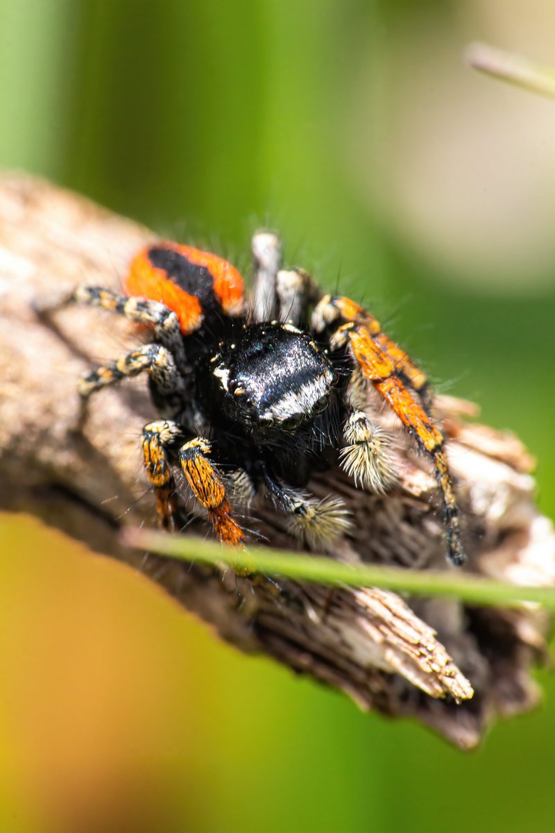 Philaeus chrysops

#hangitür #örümcek #arachnology #spider #araneae