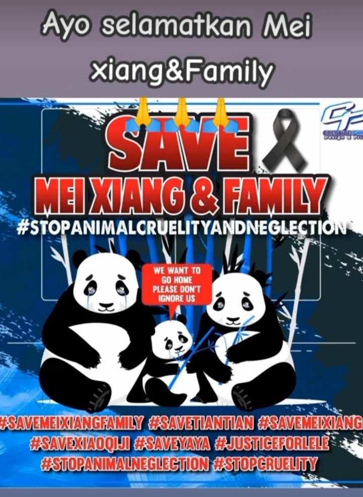 Tianzhu96's tweet photo. 💥 RETURN THE PANDAS TO CHINESE PLEASE 
 #SaveMEIXIANGFAMILY
#PRAYforPANDA
#SaveTIANTIAN
#SaveXIAOQIJI

@ipandacom @PandaVoicesOrg @World_Wildlife https://t.co/JTCQDckJeG