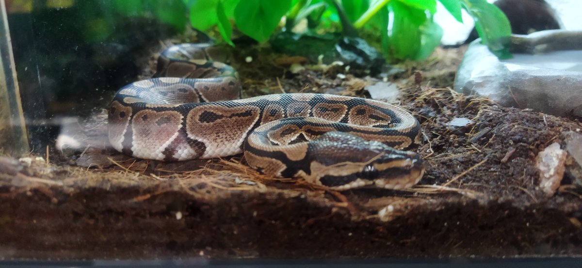 faceofkellinda's tweet photo. Me di cuenta que me gustan mucho los reptiles 💚 https://t.co/hfYvgsStnB