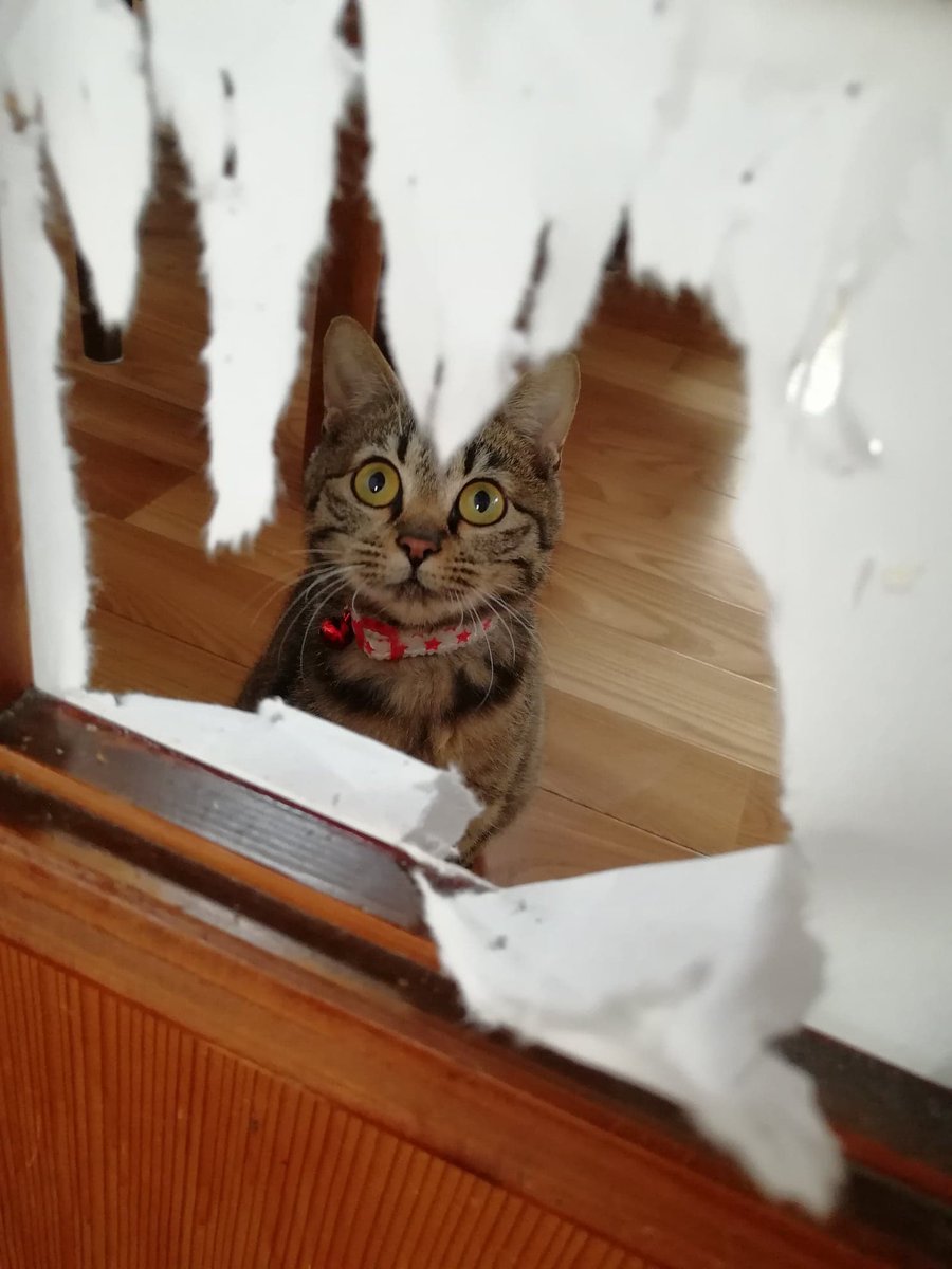 takanasensei's tweet image. はじめまして。激辛高菜先生と申します。「なぜパッケージが猫なの?」「なぜおかしな名前なの?」と疑問に思う方も多いと思います。ここでは当店の名前の由来と店長の高菜(通称たかにゃん)についてご紹介いたします。
#激辛高菜先生 #すりだね #看板猫 #猫 #拡散希望 #猫好きさんと繋がりがりたい