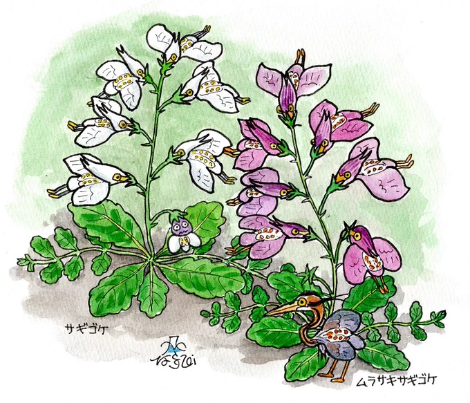 リクエストのあったサギゴケ(ムラサキサギゴケ)を描いてみたけど、花の蜜を吸ってるハチドリみたいになってしまった(^_^;)。