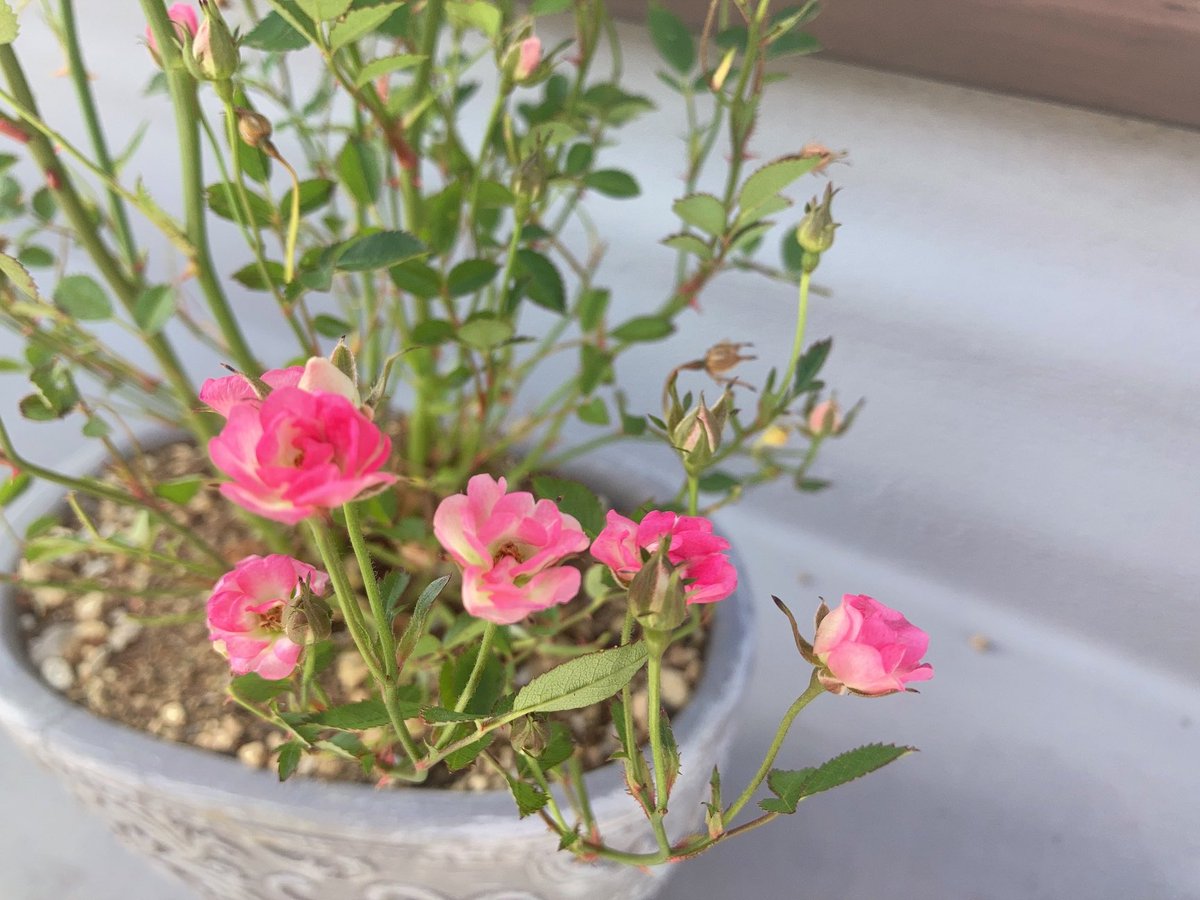 Utp8zw4LcMg10Nq's tweet photo. 薔薇が咲きました。
素敵な袖の服を着て写真を撮ります。
The roses have bloomed. 🪴🌹
I will take a picture wearing clothes with nice sleeves. 👚✨
#Wonder5 #姫バラ #Lillyrose
#Spring #Summer https://t.co/bf6rAd9XA6