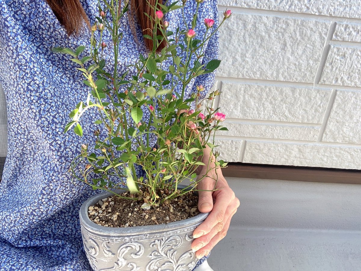 Utp8zw4LcMg10Nq's tweet photo. 薔薇が咲きました。
素敵な袖の服を着て写真を撮ります。
The roses have bloomed. 🪴🌹
I will take a picture wearing clothes with nice sleeves. 👚✨
#Wonder5 #姫バラ #Lillyrose
#Spring #Summer https://t.co/bf6rAd9XA6