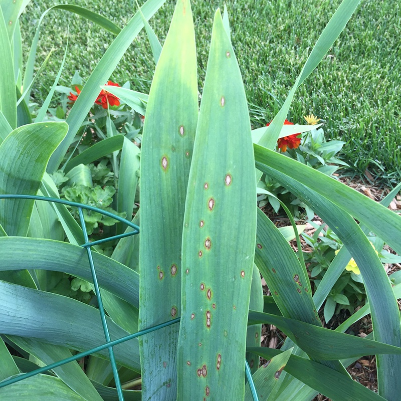 Picture of the Week - Iris Leaf Spot by Gail Ruhl tinyurl.com/27ts4t4v