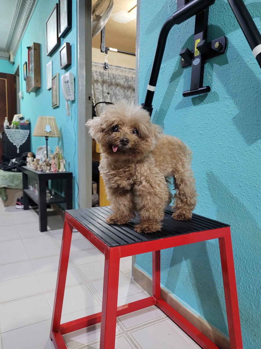 ThingsOnFluffy's tweet photo. Welcome to doggo fitness, I'm fitness floofs, today we shall go through how to box jump! But first, fitness floofs wants to lay down and relax. 🐶🐾 https://t.co/2w2qzyD0hg