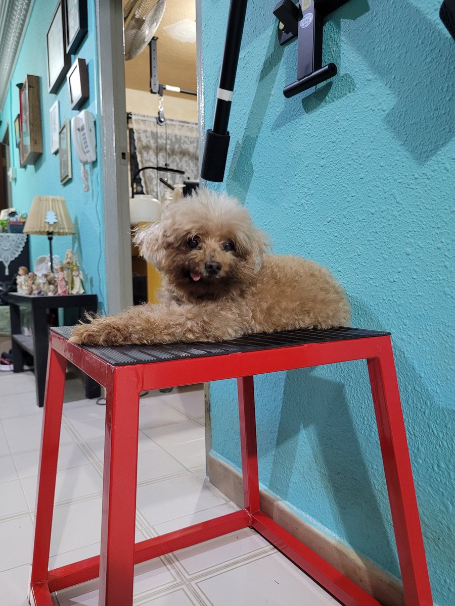 ThingsOnFluffy's tweet photo. Welcome to doggo fitness, I'm fitness floofs, today we shall go through how to box jump! But first, fitness floofs wants to lay down and relax. 🐶🐾 https://t.co/2w2qzyD0hg