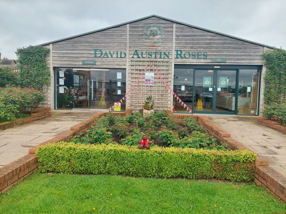 AdventuresOfBear tweet media