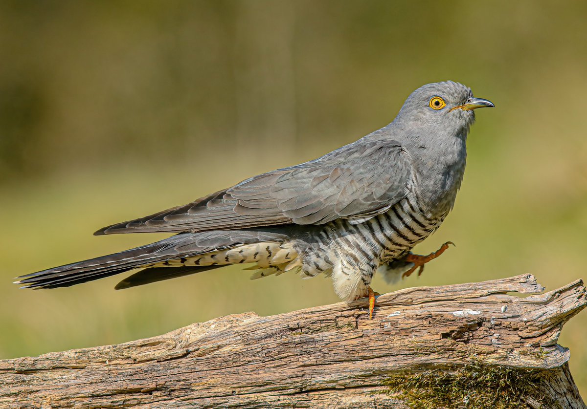 Jeff’s Wildlife Photography tweet media