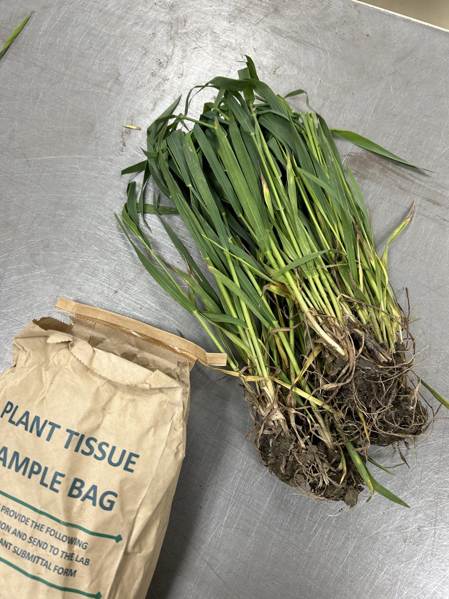 ALGLLabs's tweet photo. Sample Fail Friday. Tissue samples should only contain tissue. When soil is included with the sample, it contaminates the sample. We do not wash tissue samples upon arrival at the lab as it may negatively bias potassium results.
#agronomy #soilanalysis #algl #agriculture https://t.co/dVe93W2VjY