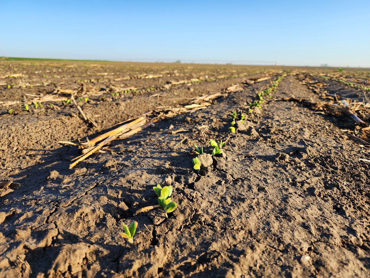 Rock and roll baby! #corn #soybeans
#grow23